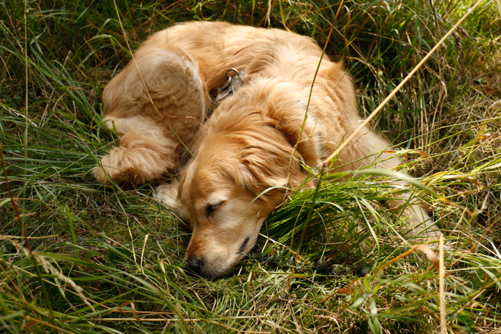 Golden Retriever: Sheeba