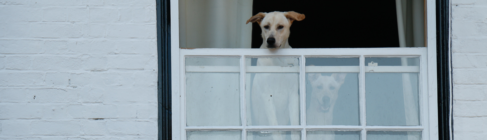 Hunde am Fenster