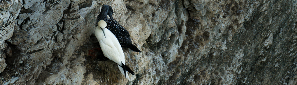 Gannets, Bempton Cliffs