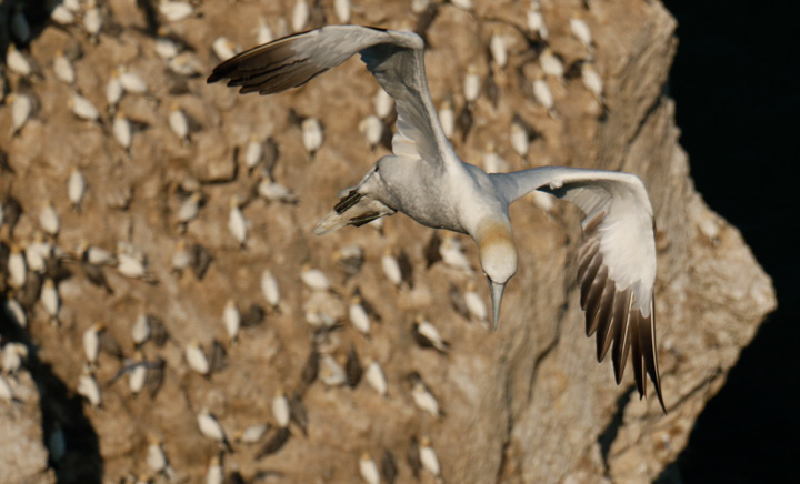 Gannets, Bempton Cliffs