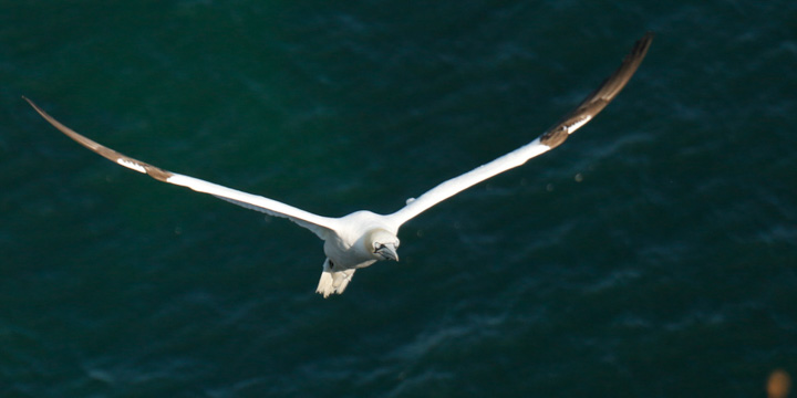 Gannets, Bempton Cliffs