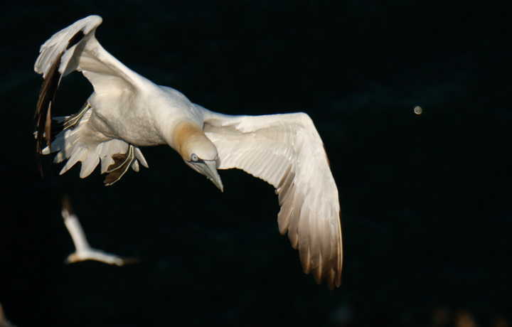 Gannets, Bempton Cliffs