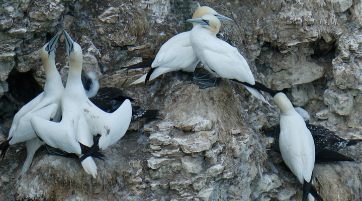 Gannets, Bempton Cliffs