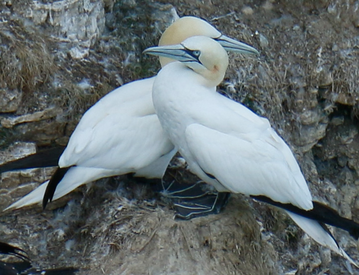 Gannets, Bempton Cliffs