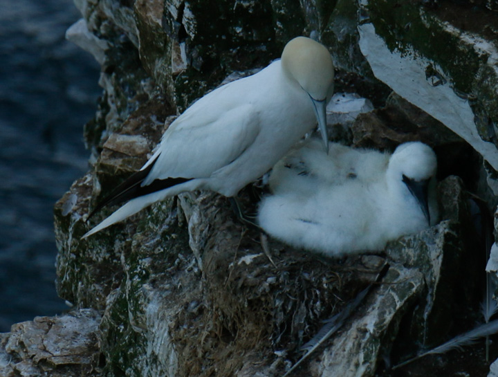 Gannets, Bempton Cliffs