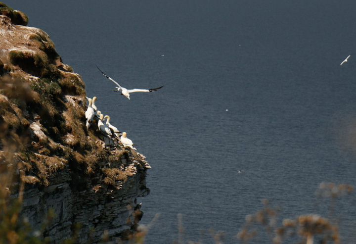 Gannets, Bempton Cliffs