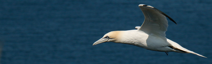 Gannets, Bempton Cliffs