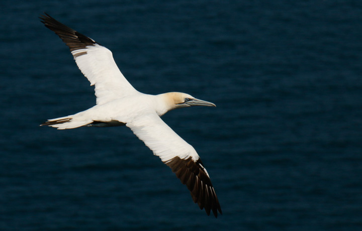 Gannets, Bempton Cliffs