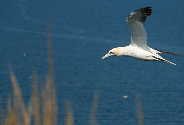 Gannets, Bempton Cliffs