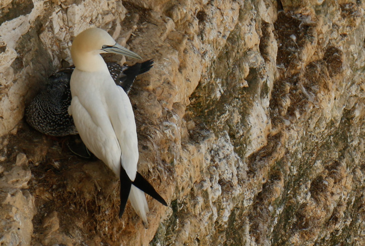 Gannets, Bempton Cliffs