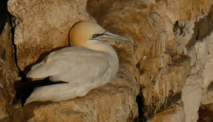 Gannets, Bempton Cliffs