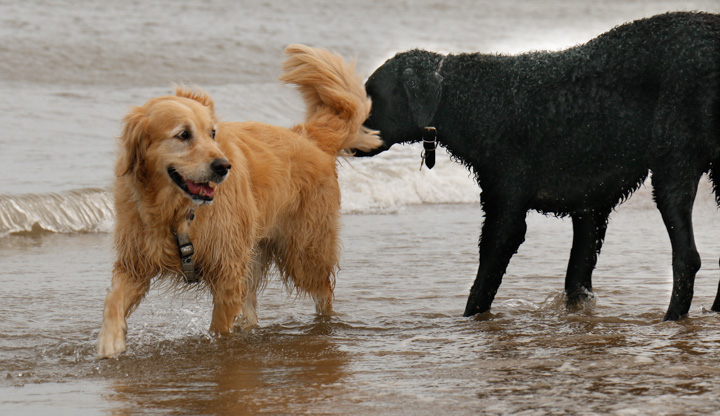 Retriever Sheeba