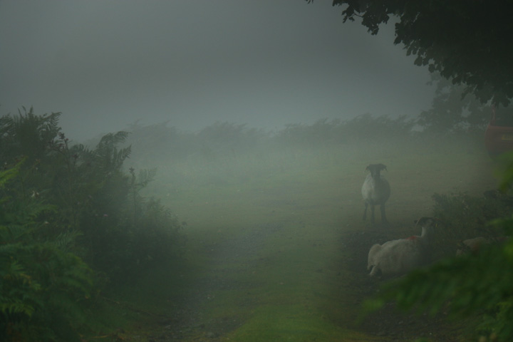 Schafe im Nebel