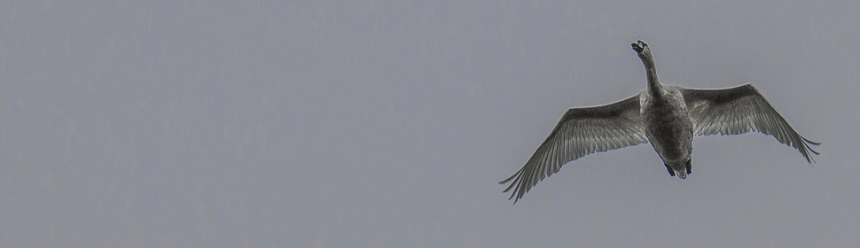 Schwan im Flug, England