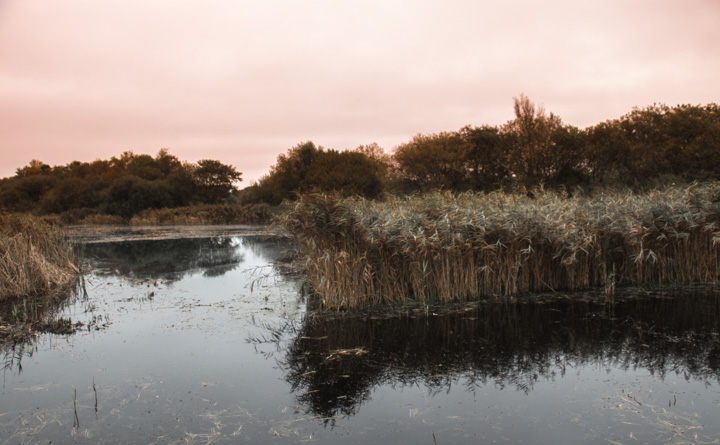 Westhay Moor, England