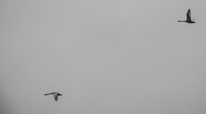 Schwäne im Flug, England