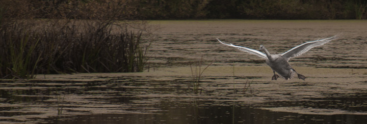 Schwan, Landung, England