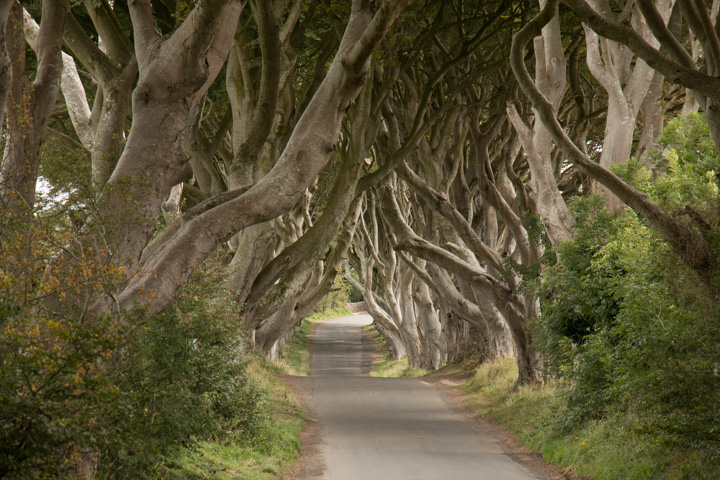 The Dark Hedges, Allee