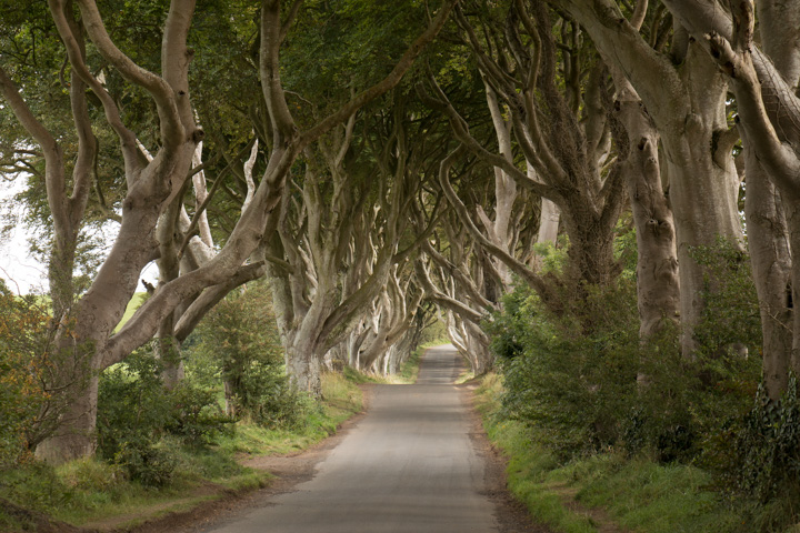 The Dark Hedges, Irland