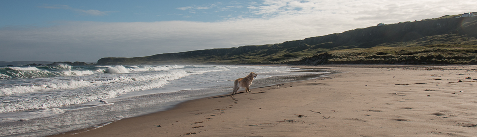 Sheeba am Strand, Irland