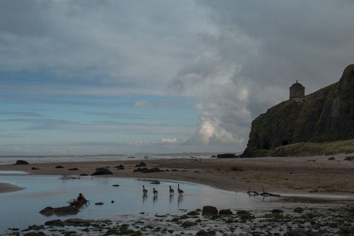 Wildgänse aus Island, Irland