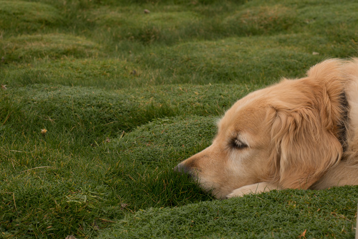 Sheeba, Irland