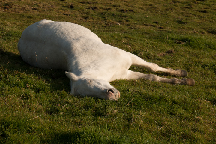 liegendes Pferd, Irland