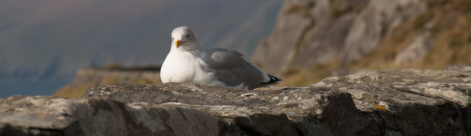 Möwe, Dingle Peninsula, Irland