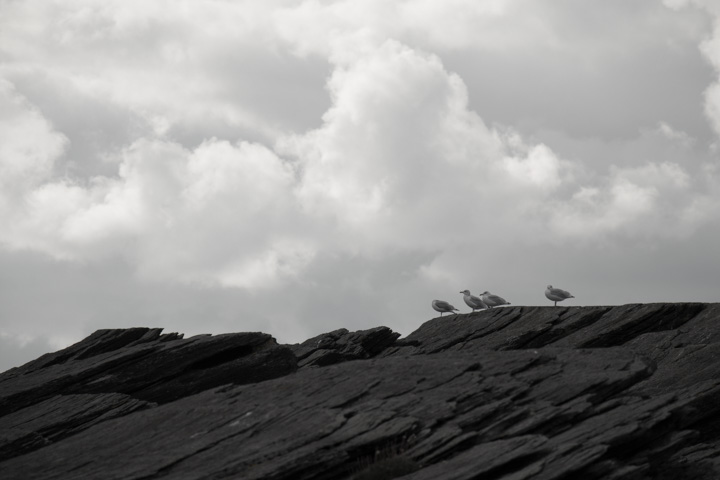 Möwen, Irland