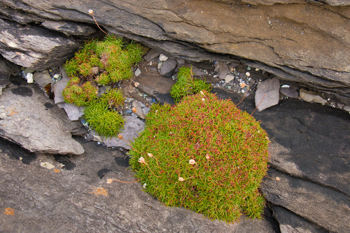 Wellen, Irland