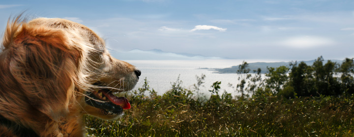 Retriever Isle of Skye