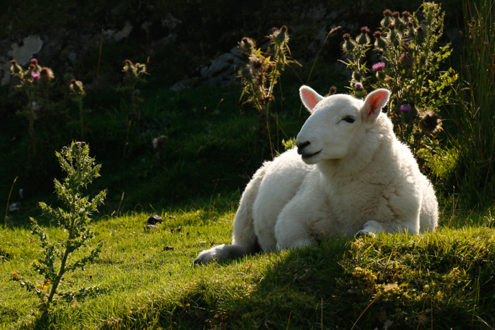 Schaf Schottland