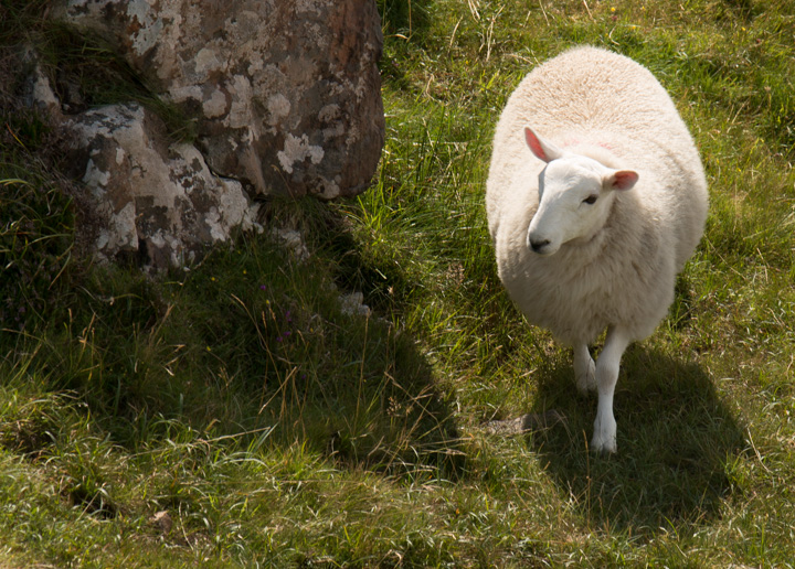 Schaf - Isle of Skye