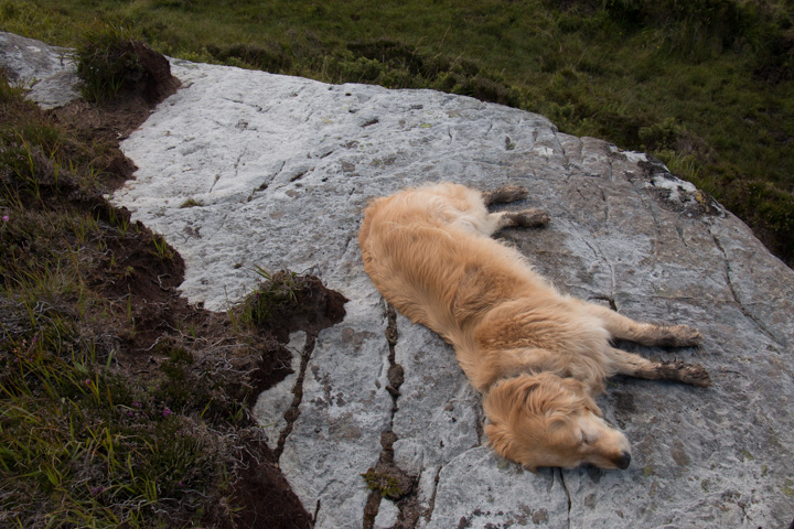 Retriever Sheeba