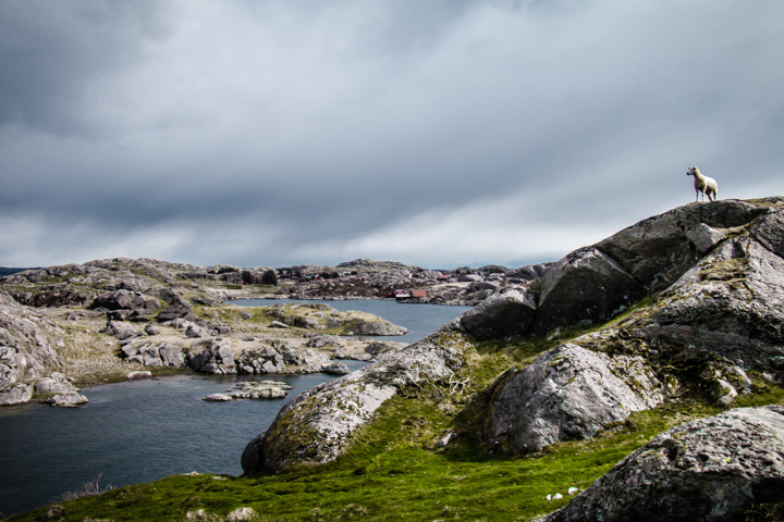 Schaf Eigerøya, Norwegen