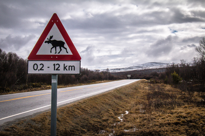 Elchschild, Norwegen