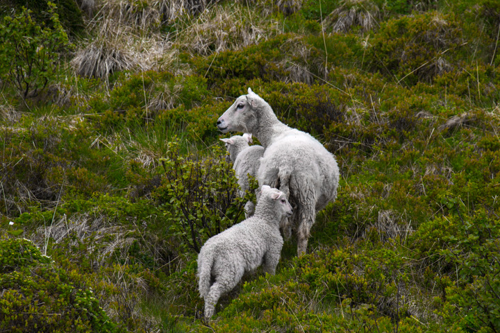 , Norwegen