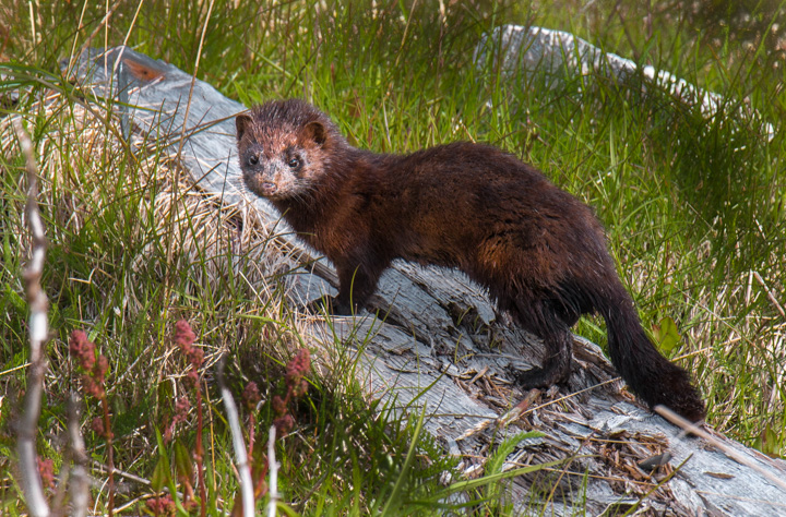 , Norwegen