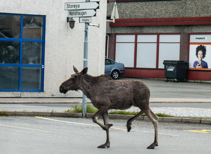 Elch, Norwegen