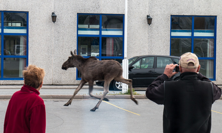 Elch Supermarkt, Norwegen