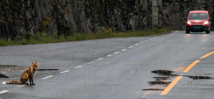 Fuchs an Straße, Norwegen