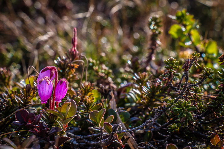 Blüte, Norwegen