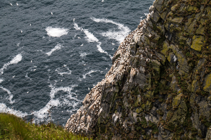 Basstölpel, Norwegen