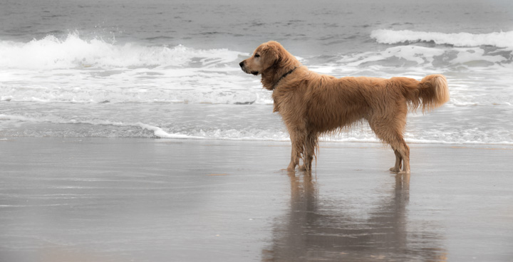 Retriever am Meer, Portugal