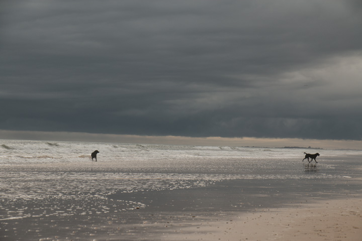 Hunde am Meer, Portugal