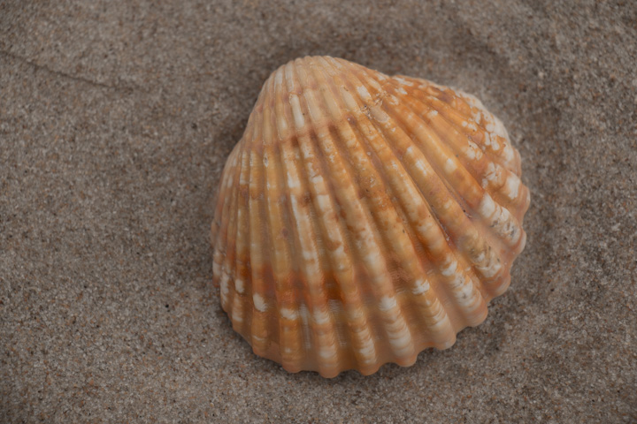 Muschel am Strand, Portugal