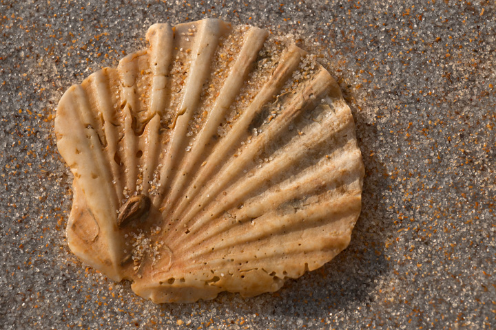 Muschel am Strand, Portugal