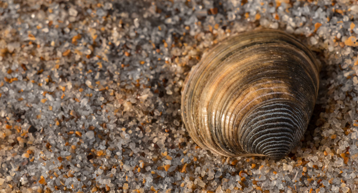 Muschel am Strand, Portugal