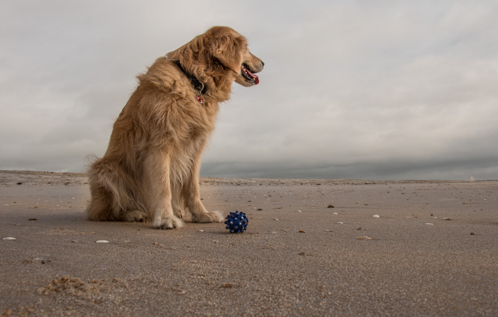 Retriever am Strand, Portugal