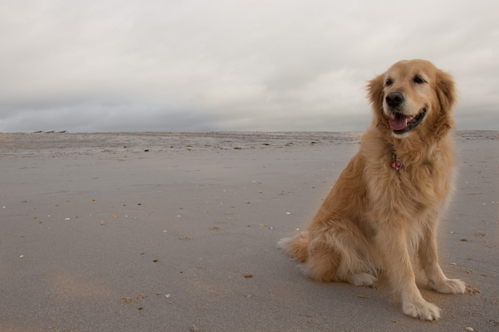 Retriever am Strand, Portugal